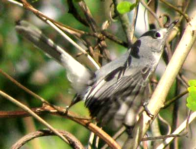 Blue-gray Gnatcatcher