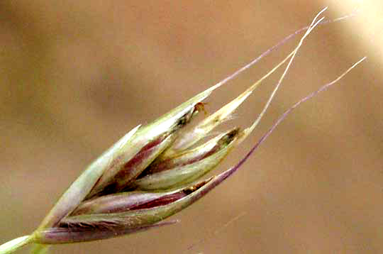 Gouinia cf. virgata, spikelet