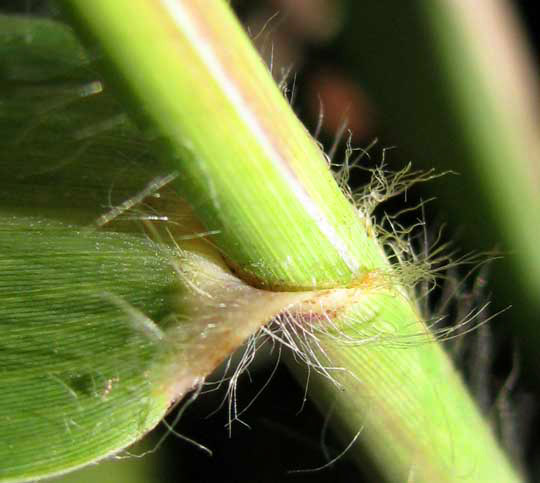 Gouinia cf. virgata, ligule area