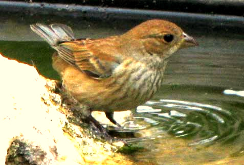 Juvenile Indigo Bunting