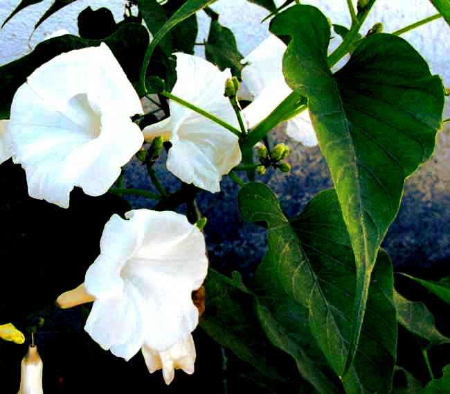 Morning-Glory Tree, IPOMOEA CARNEA, white-flowered form