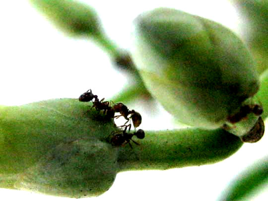 ants at nectar glands of Morning-Glory Tree, IPOMOEA CARNEA