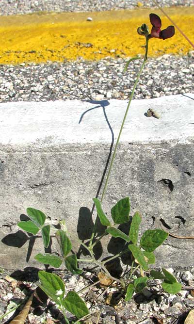 Purple Bushbean, MACROPTILIUM ATROPURPUREUM