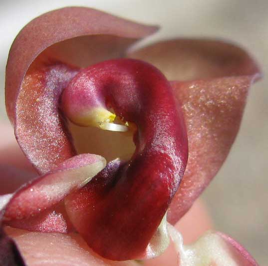 Purple Bushbean, MACROPTILIUM ATROPURPUREUM, flower showing style & stigma