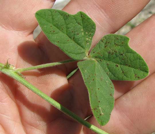 Purple Bushbean, MACROPTILIUM ATROPURPUREUM, leaf