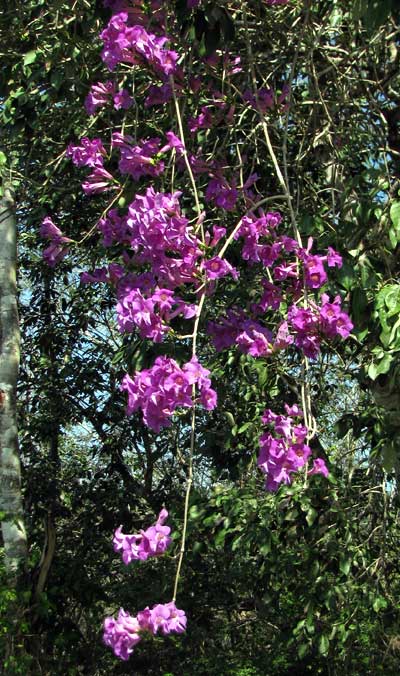 ARRABIDAEA PODOPOGON