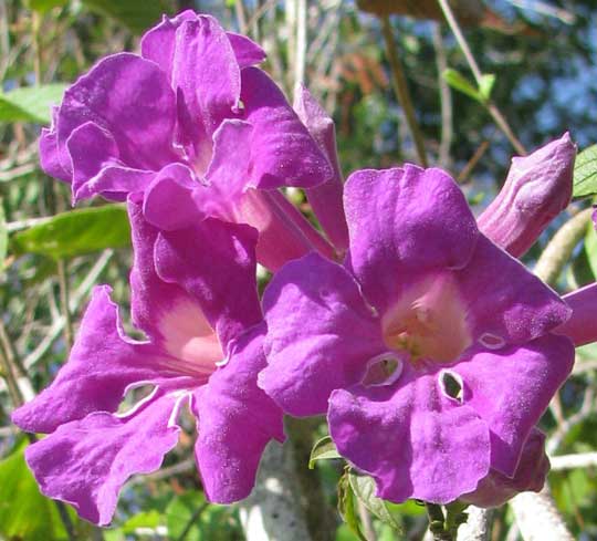 ARRABIDAEA PODOPOGON, flowers