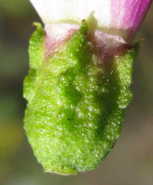 ARRABIDAEA PODOPOGON, calyx