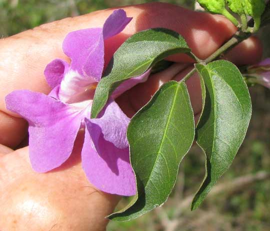 ARRABIDAEA PODOPOGON