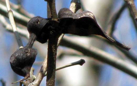 ERYTHRINA STANDLEYANA, fruit pod