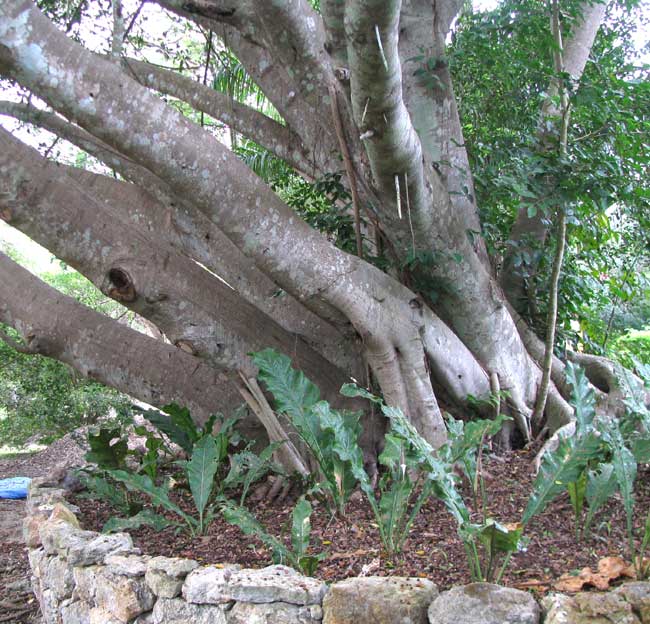 Chinese Banyan, FICUS MICROCARPA, trunk