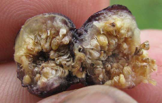 Chinese Banyan, FICUS MICROCARPA, fruit cross section