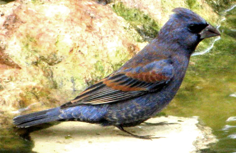 Blue Grosbeak, mottled male