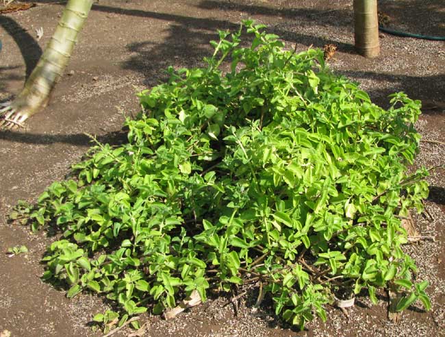 Cuban Oregano, PLECTRANTHUS AMBOINICUS