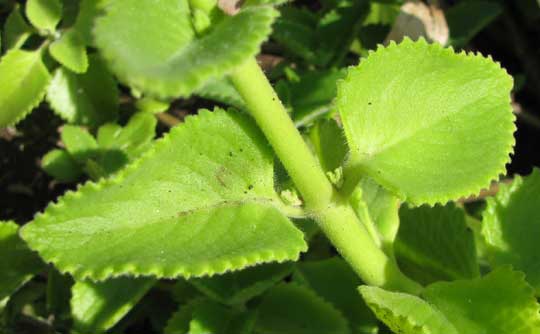 Cuban Oregano, PLECTRANTHUS AMBOINICUS, leaves