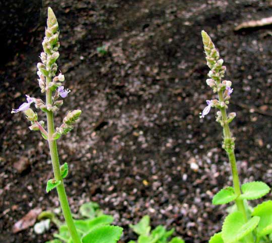 Cuban Oregano, PLECTRANTHUS AMBOINICUS, inflorescence