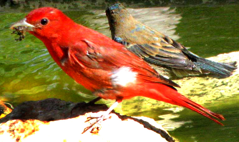 male Summer Tanager in the Yucatan