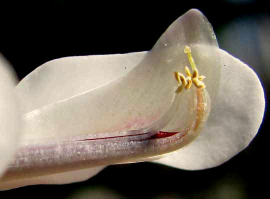 longitudinal section of flower of Madre de Cacao, GLIRICIDIA SEPIUM