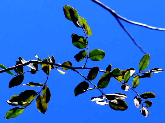 Madre de Cacao, GLIRICIDIA SEPIUM, leaves