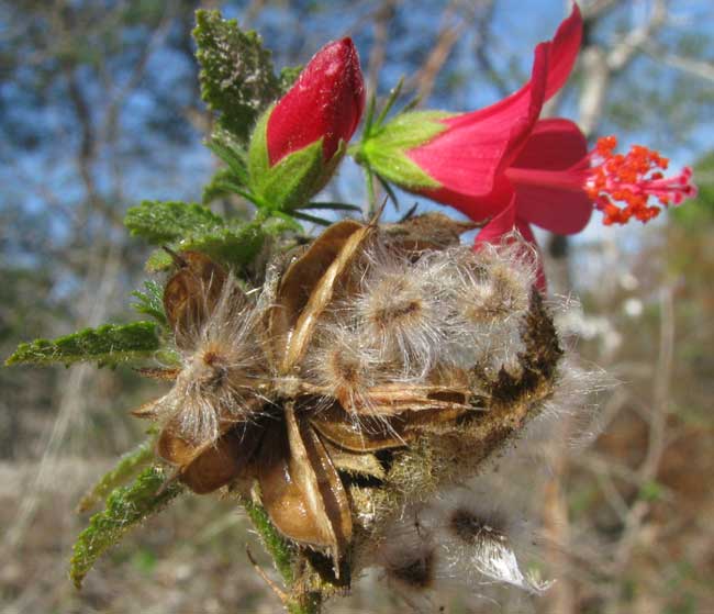 Poeppig's Rosemallow, HIBISCUS POEPPIGII