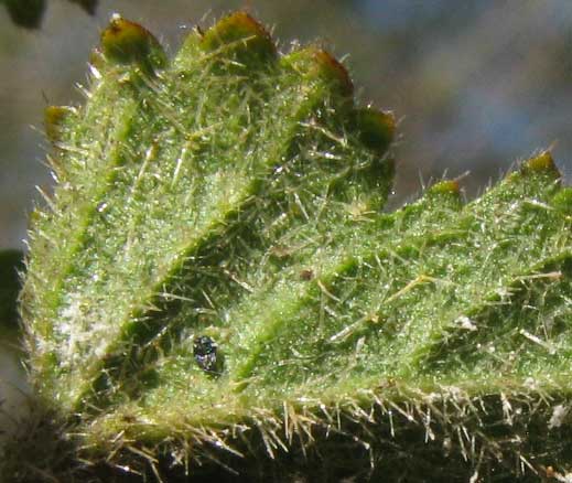 stellate hairs on bottom of young leaf of Poeppig's Rosemallow, HIBISCUS POEPPIGII