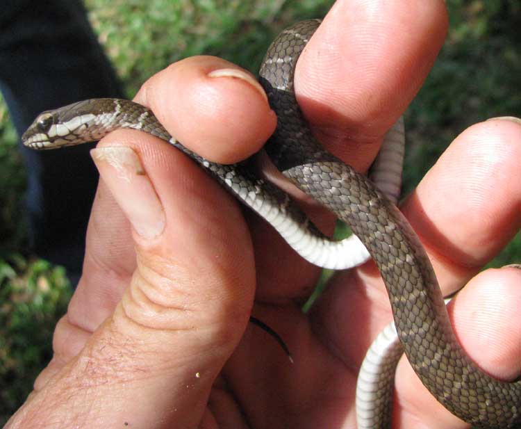 Neotropical Racer, MASTIGODRYAS MELANOLOMUS