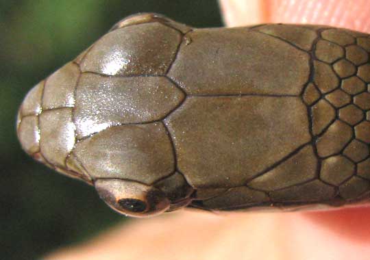 Neotropical Racer, MASTIGODRYAS MELANOLOMUS, head scales