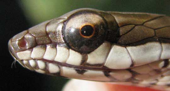 Neotropical Racer, MASTIGODRYAS MELANOLOMUS, head from side