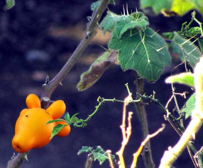 Titty Fruit, SOLANUM MAMMOSUM