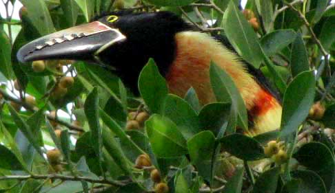 Collard Araçari, PTEROGLOSSUS TORQUATUS