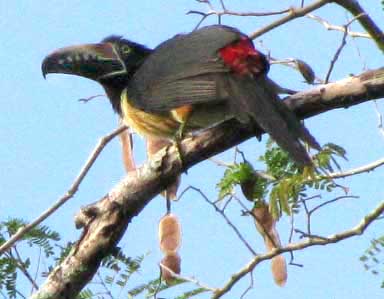 Collard Araçari, PTEROGLOSSUS TORQUATUS