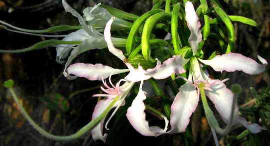 Cowfoot, BAUHINIA DIVARICATA, flowers