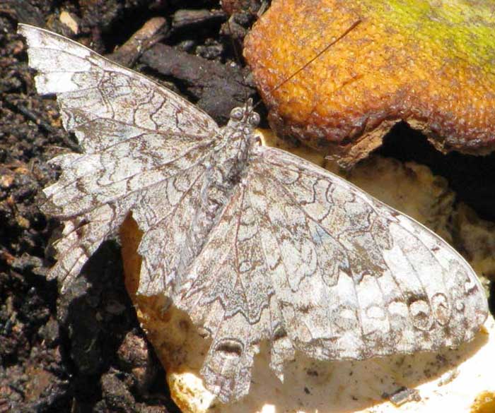 Yucatán Cracker, HAMADRYAS JULITTA