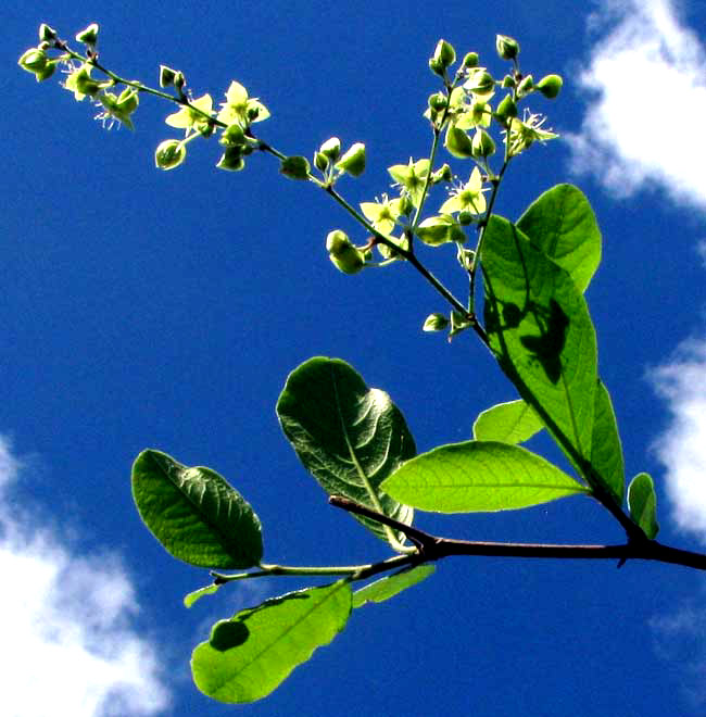 GYMNOPODIUM FLORIBUNDUM