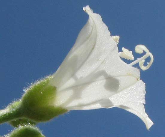 White Morning-glory