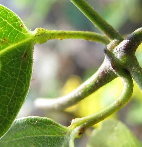 STIGMAPHYLLON ELLIPTICUM, glands on petiole