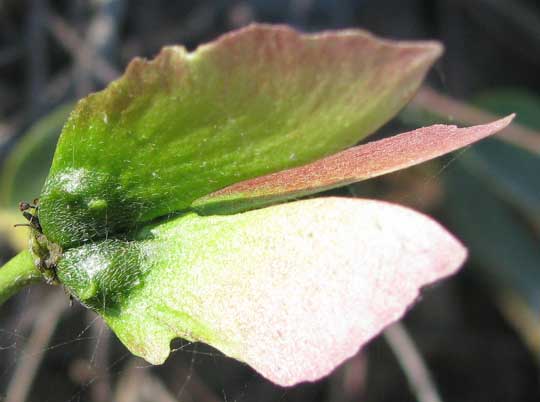 STIGMAPHYLLON ELLIPTICUM, samara fruits