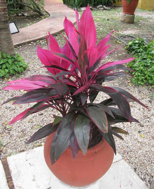 Hawaiian Ti, CORDYLINE TERMINALIS