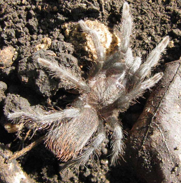 Yuctan Red-rumped Tarantula, BRACHYPELMA cf. EPICUREANUM