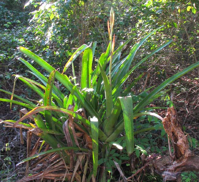 AECHMEA BRACTEATA with immature inflorescence spike