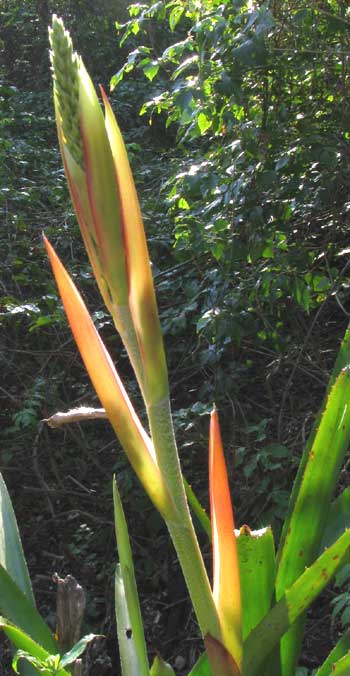 AECHMEA BRACTEATA, immature inflorescenc