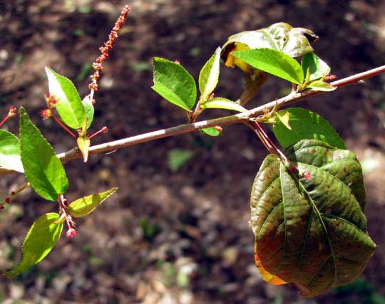 ACALYPHA LEPTOPODA