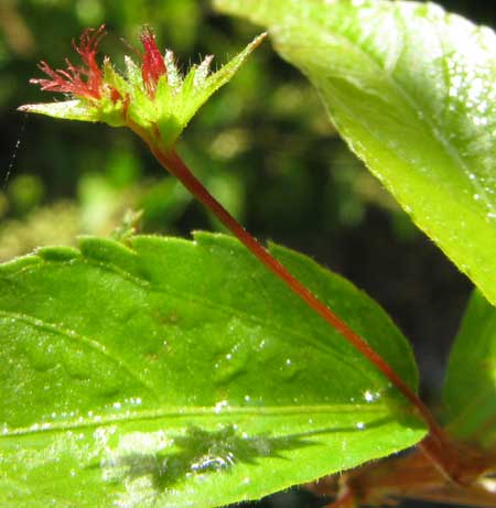 ACALYPHA LEPTOPODA, female flower with bracts