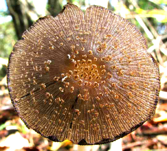 Inky-Cap cap