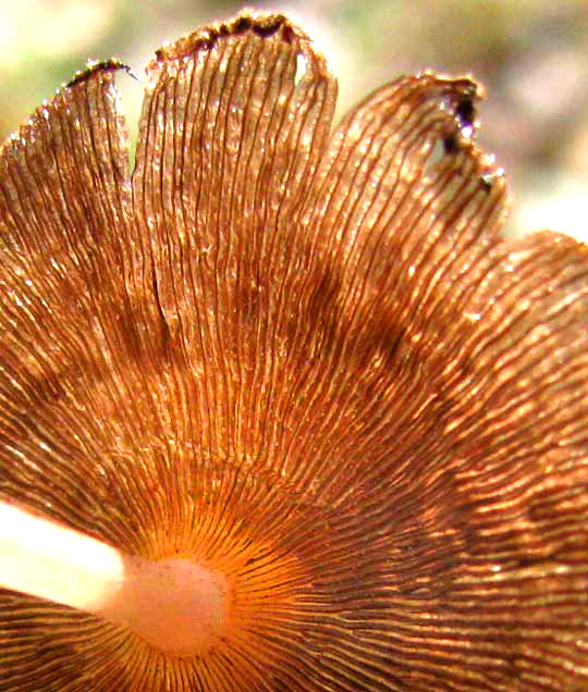 Inky-Cap gills