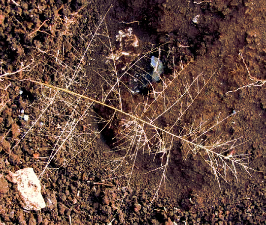 Tropical Panicgrass, PANICUM TRICHOIDES, windblown inflorescence