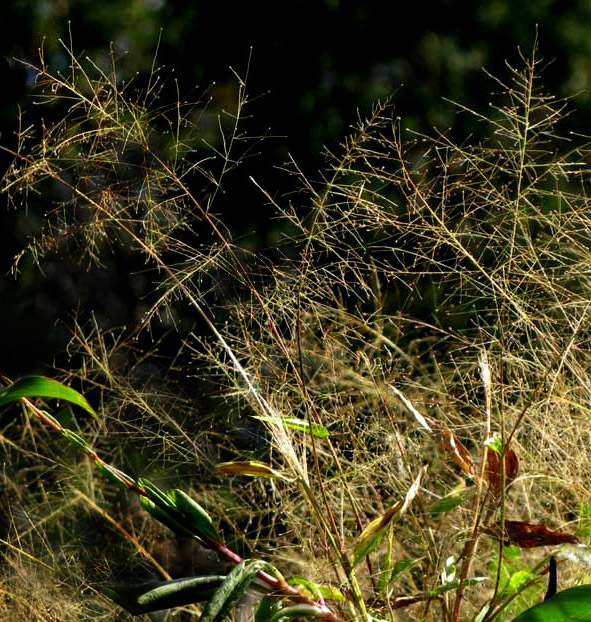 Tropical Panicgrass, PANICUM TRICHOIDES