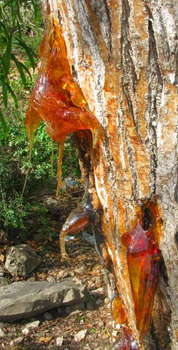 Resin on wounded Cedro tree, Cedrella odorata
