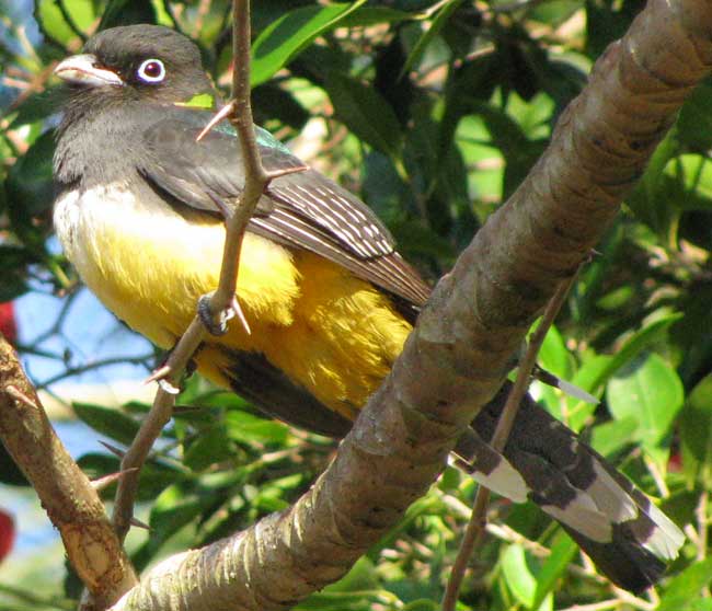 Black-headed Trogon, TROGON MELANOCEPHALUS