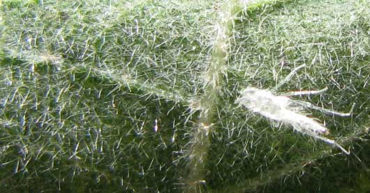 stellate hairs on underside of leaf of Velvetleaf, ABUTILON PERMOLLE